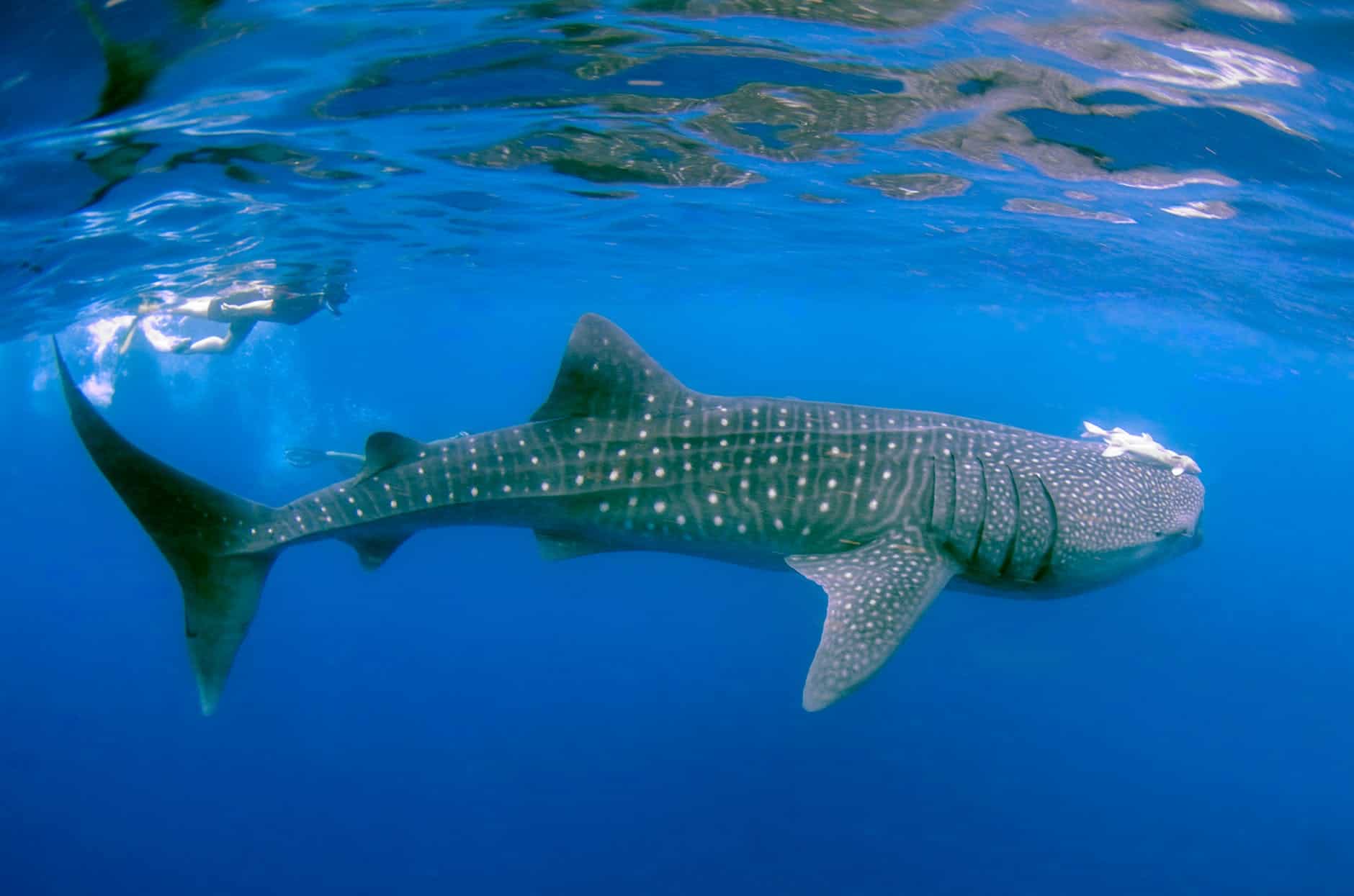 a whale shark underwater