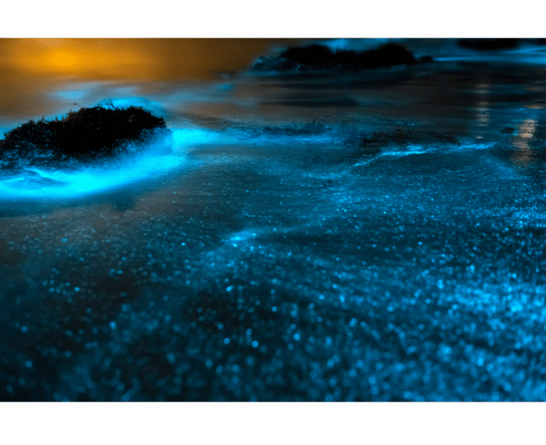 The Magic Of Bioluminescence In Puerto Escondido (Guide: 2024)