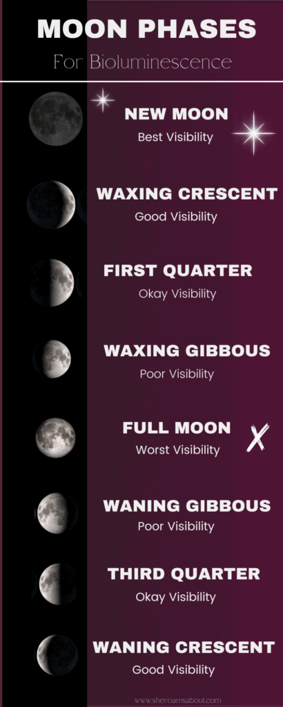 Be aware of the phase of the moon when choosing a time to experience bioluminescence.